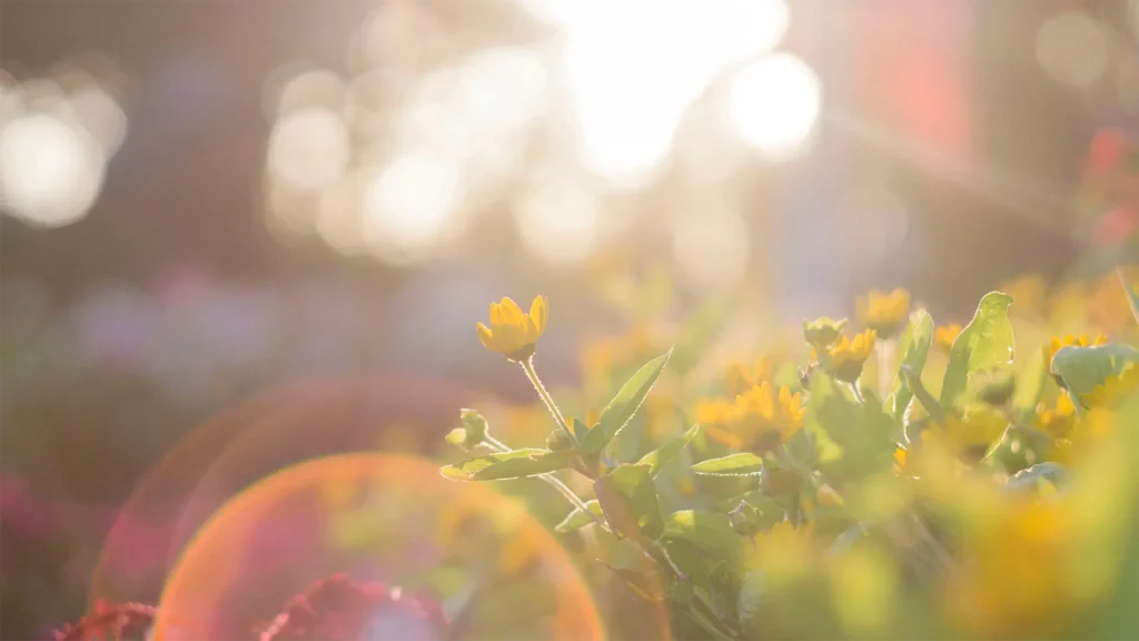 Cremation Services - Michael Crawford Funerals